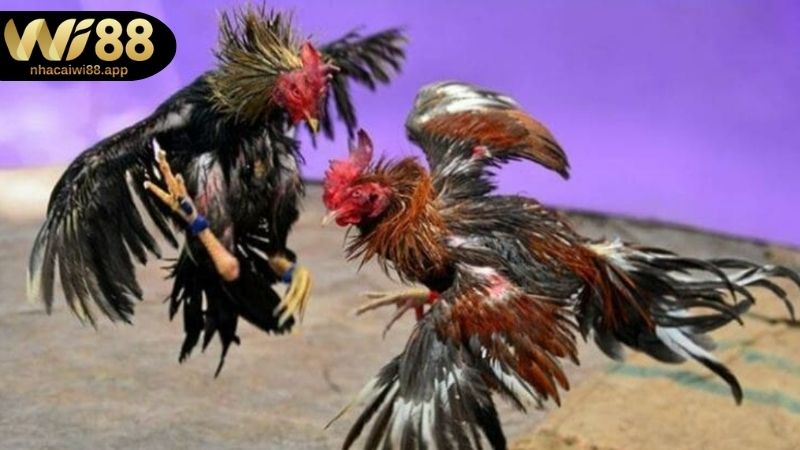 Các quy tắc cơ bản trong đá gà Thomo