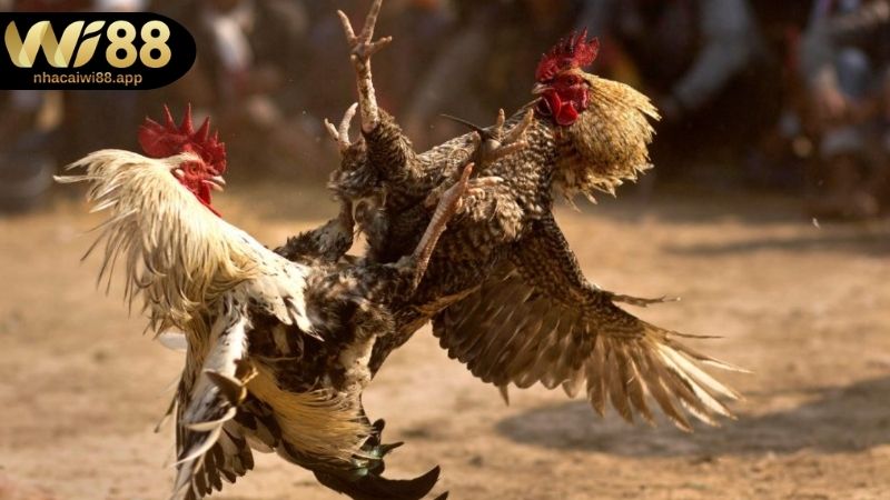 Kinh nghiệm cược đá gà từ các cao thủ Wi88